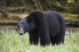 Black Bear Eating Estuary Grasses, British Columbia, Canada.