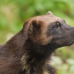 Blog: How to Care for Your Pet Wolverine