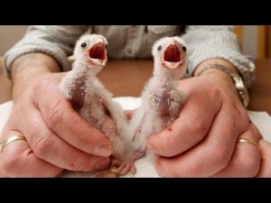 These birds were not actually picked up in the cull they are an example of how unattractive baby birds are.