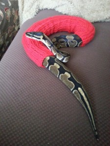 This snake is wearing a sweater which seems more appropriate than his usual snake skin.