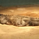 Gator Petting Zoo Opens in Town